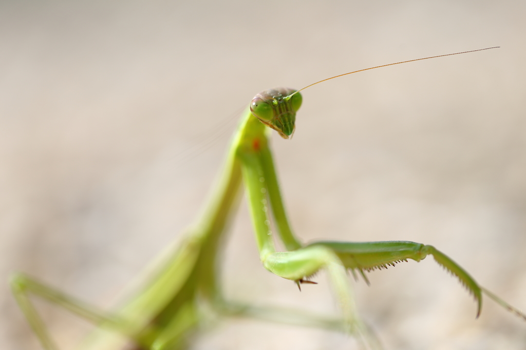 カマキリさん恐い顔(^_^;)