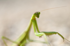 カマキリさん恐い顔(^_^;)