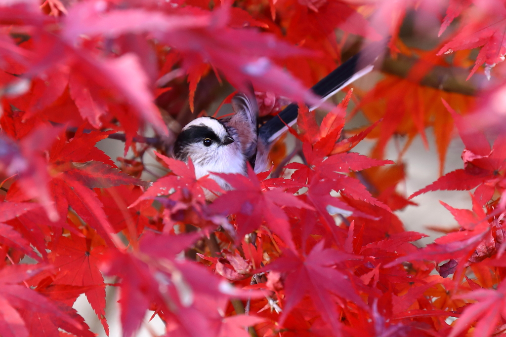 紅葉の隙間から