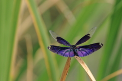 蝶トンボの輝き