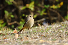 鳩胸ジョビカ