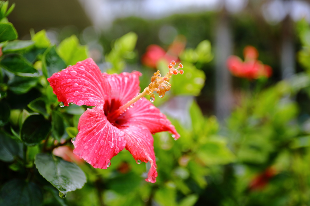 南国の花