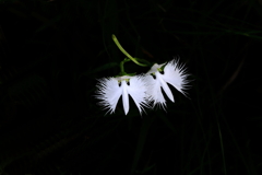 さぎ草 4