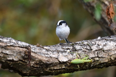 カマキリ