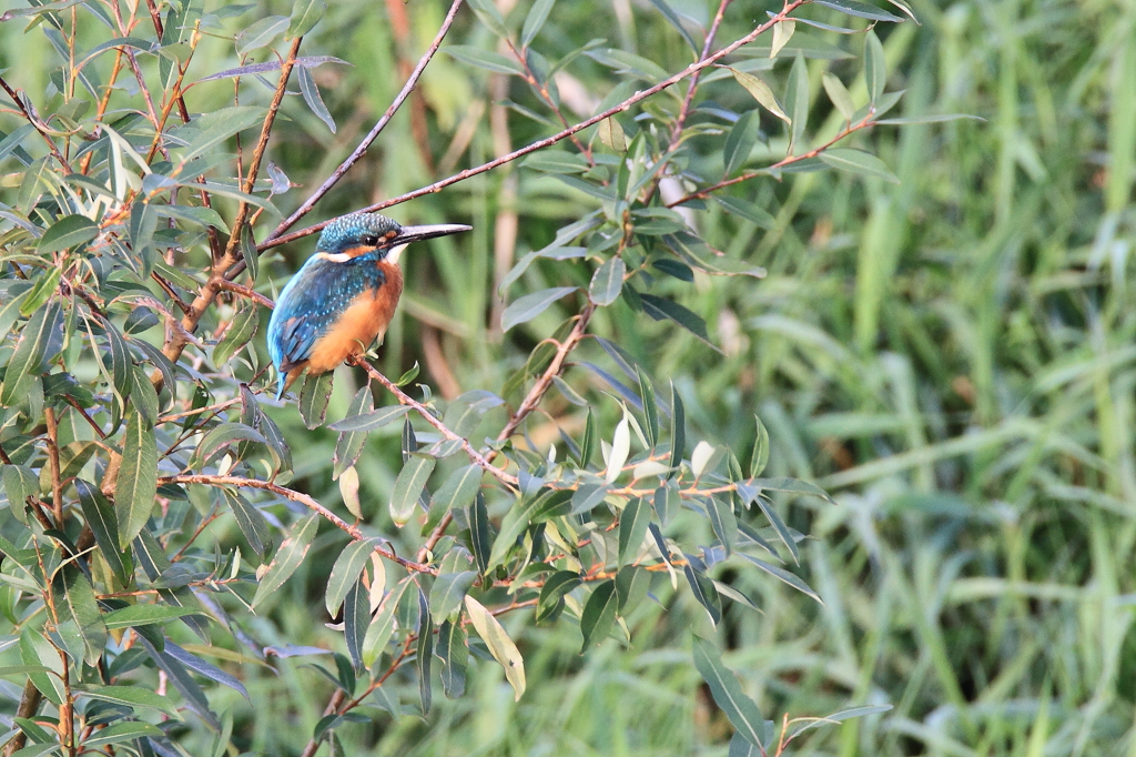 夕方の水浴び前