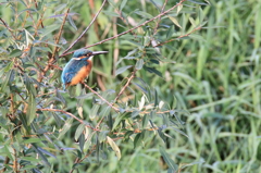 夕方の水浴び前