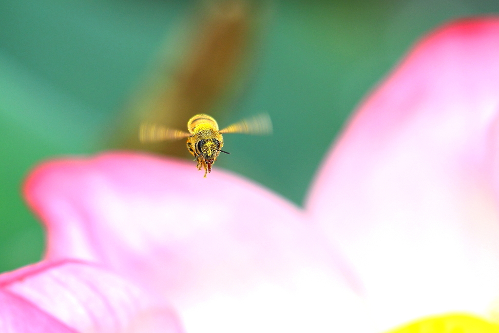 蜜集め