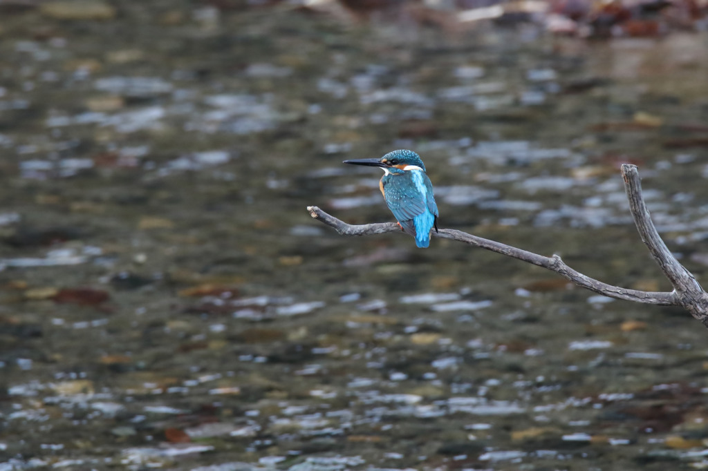止まり木（鹿角くん）