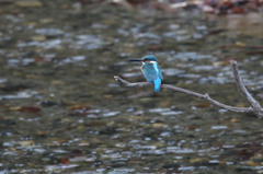 止まり木（鹿角くん）