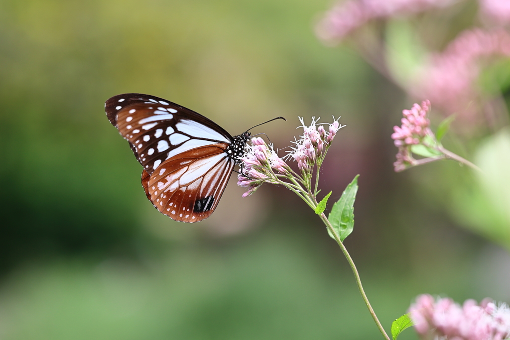 アサギマダラ 1