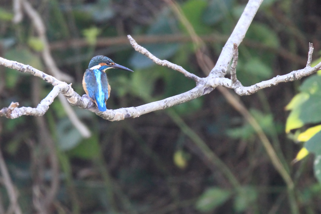 後ろ向いてこっち見てる