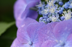 紫陽花　マクロ