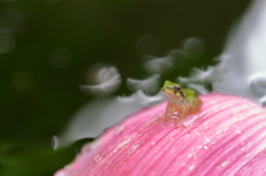 花ビラの上で（チビガエル 9）