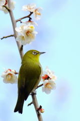 ウメジロー 7