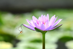 睡蓮で羽根休め