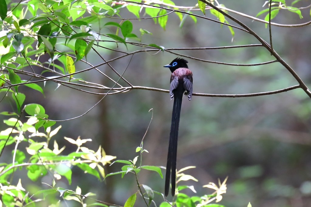 今日のサンちゃん