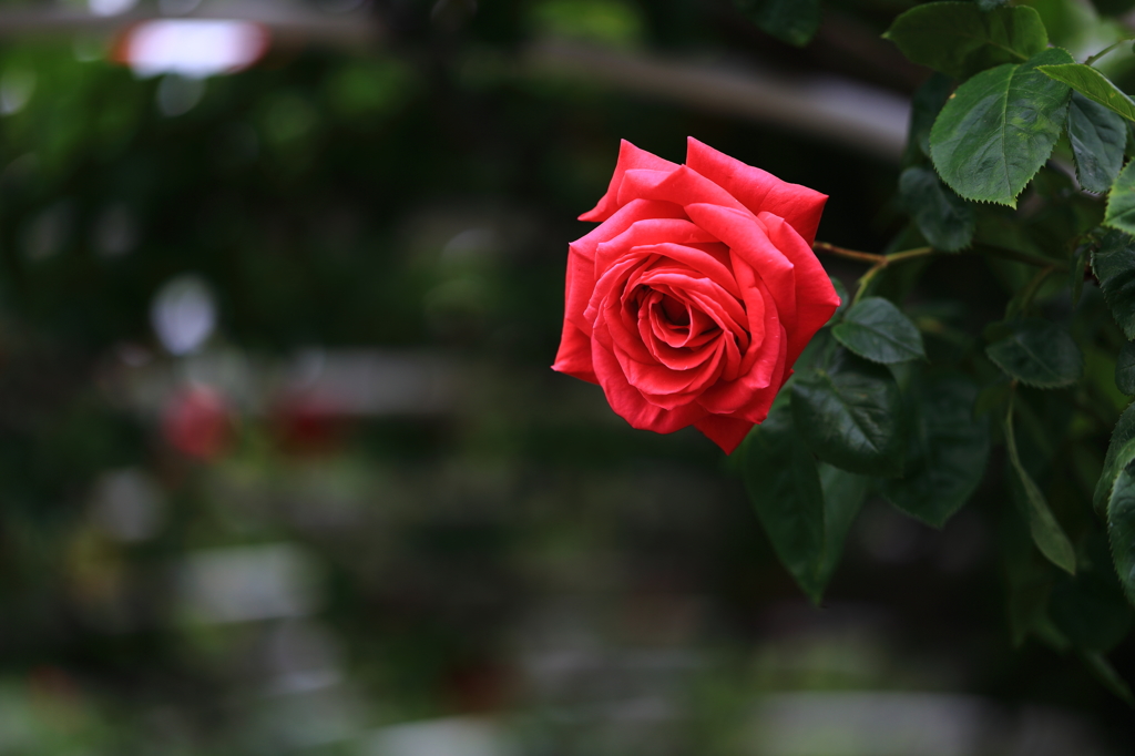 薔薇