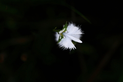さぎ草 4
