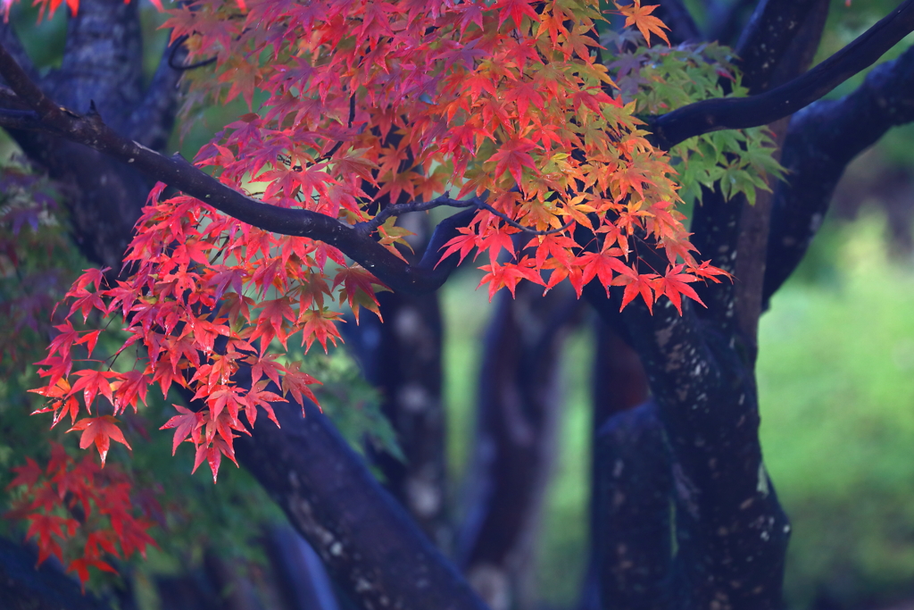 早朝の公園