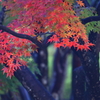早朝の公園