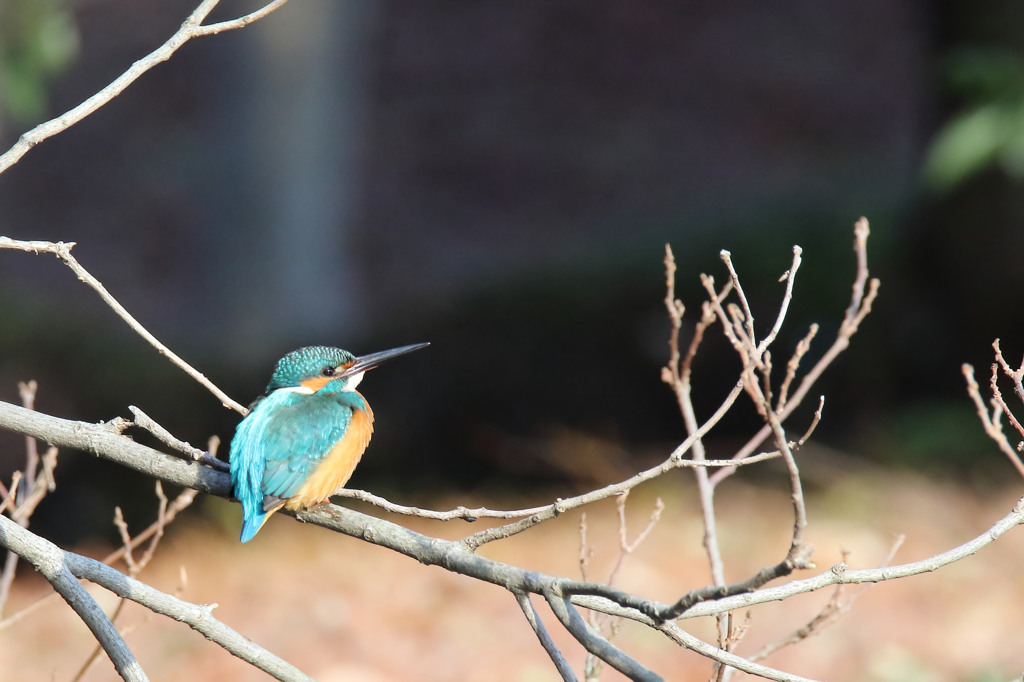 公園のカワセミ　1