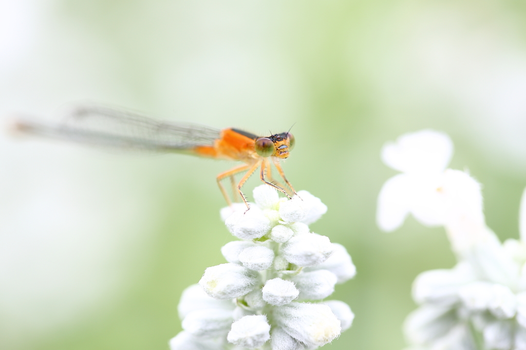 トンボと白い花