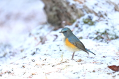 雪ルリ 6