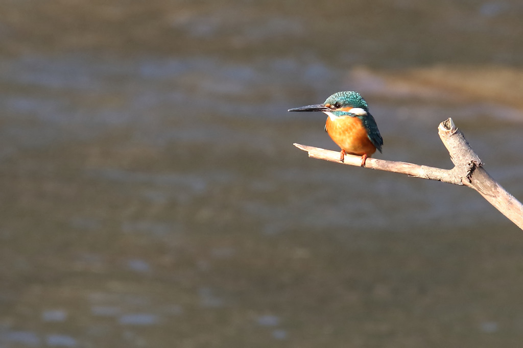 おデブのお気に入り