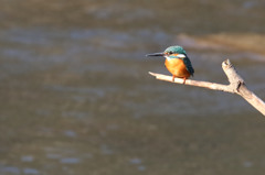 おデブのお気に入り
