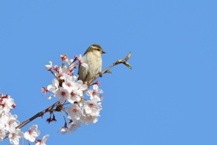 桜とスズメ 1