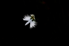 さぎ草
