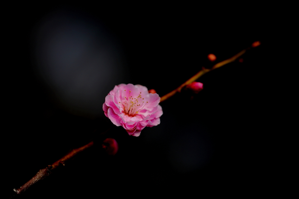 夢のなかの春