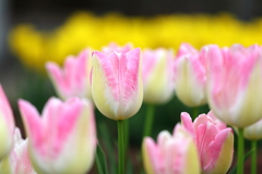 アイスチューリップ