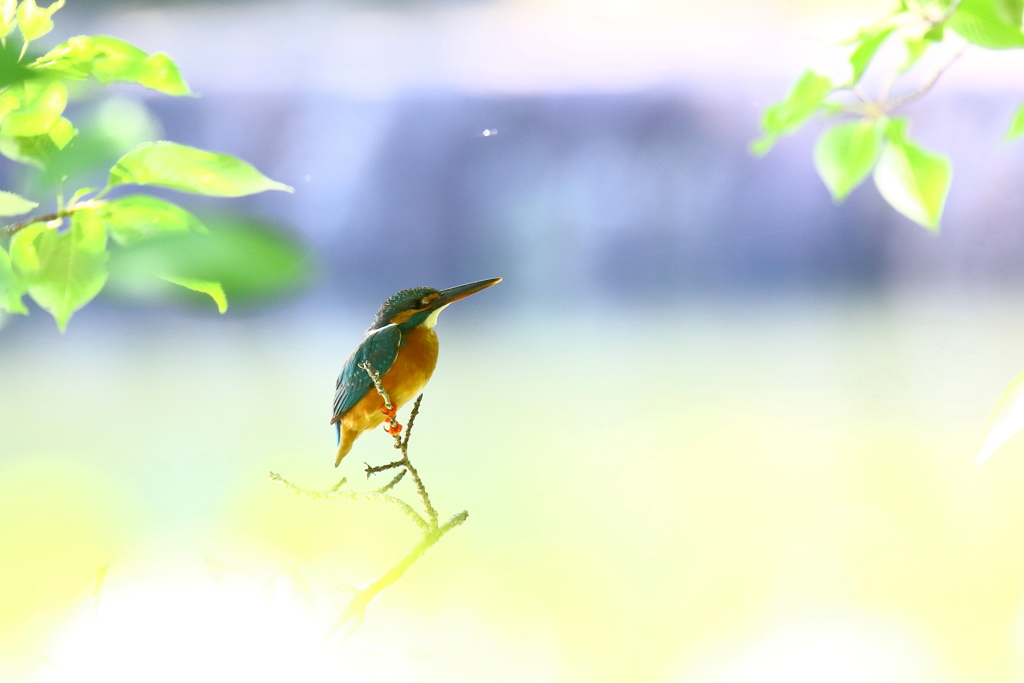 カワちゃん久しぶり(^O^)