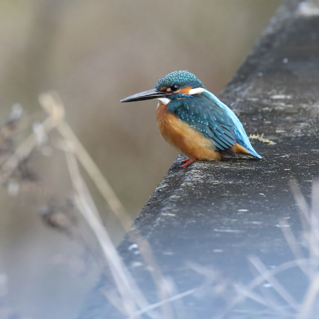 またまたまた近・・・