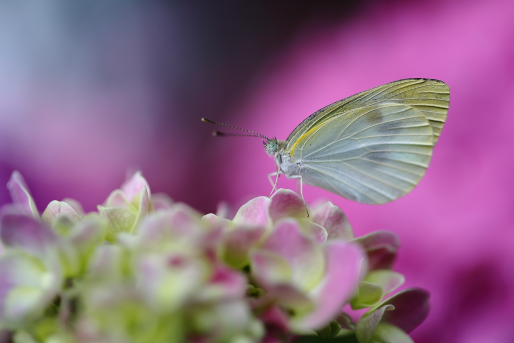 紫陽花と・・・