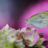 紫陽花と・・・
