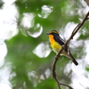 黄色い囀り