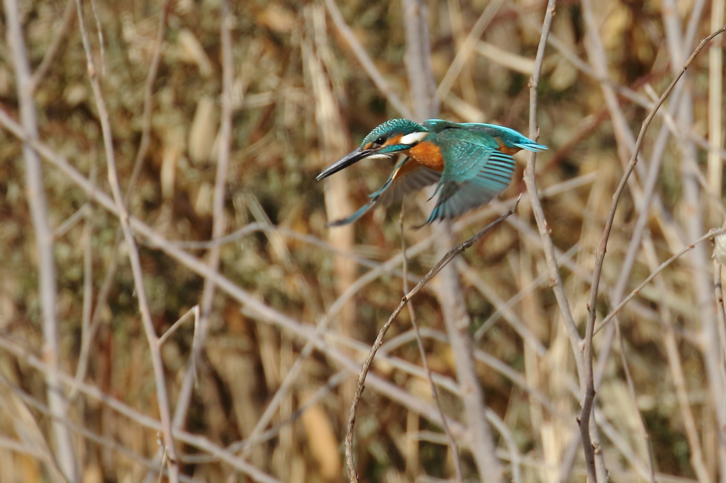 飛び込み中・・・