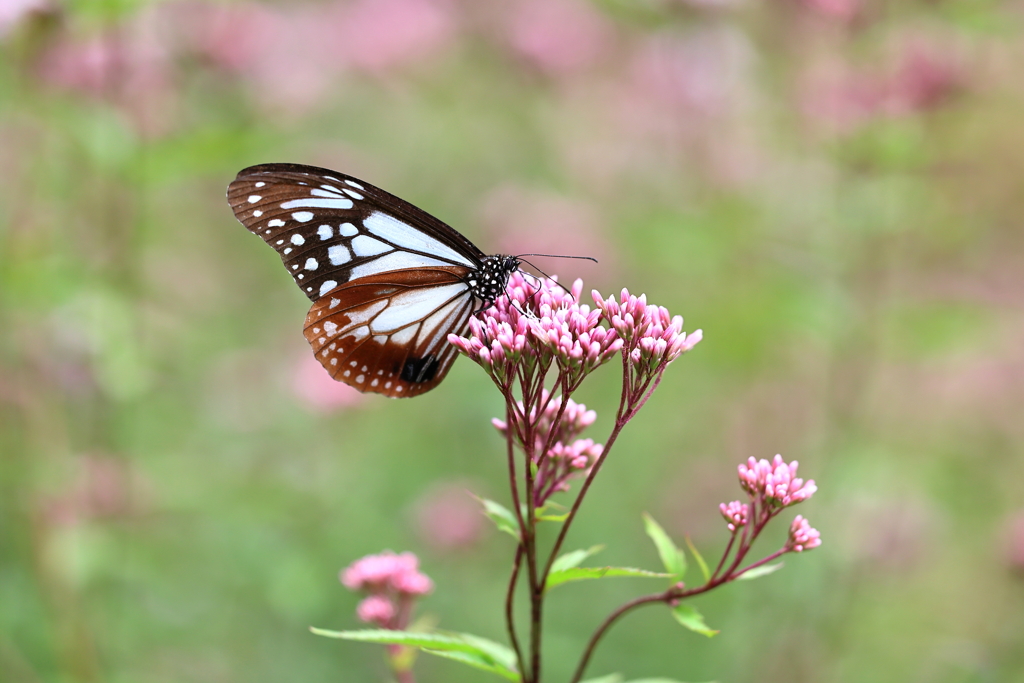 アサギマダラ 3