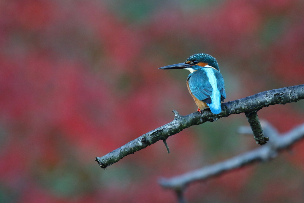秋色カワちゃん