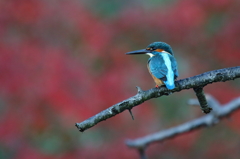 秋色カワちゃん