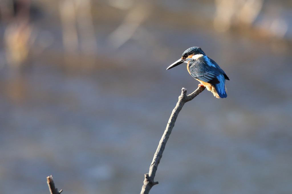 おデブ、ちょっとカッコイイ(^O^)