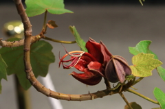 デビルズハンドツリー（悪魔の手）