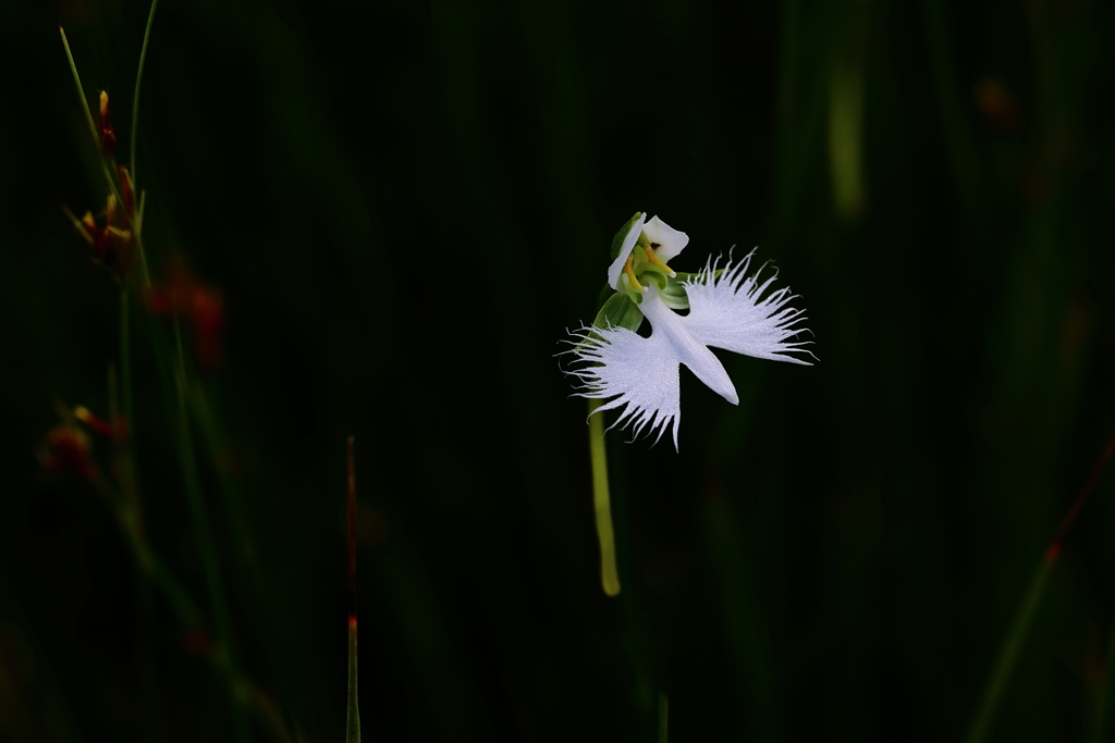 サギ草