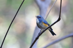 幸せの青い鳥 8