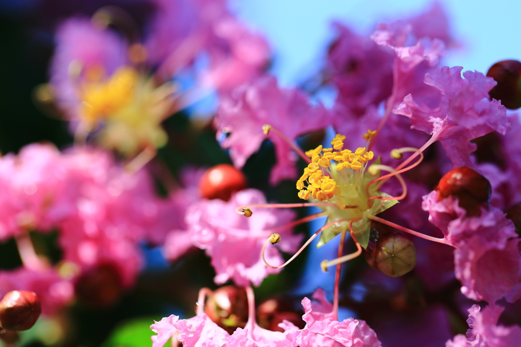 サルスベリの花