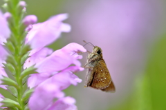 ピンクのお花と