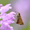 ピンクのお花と
