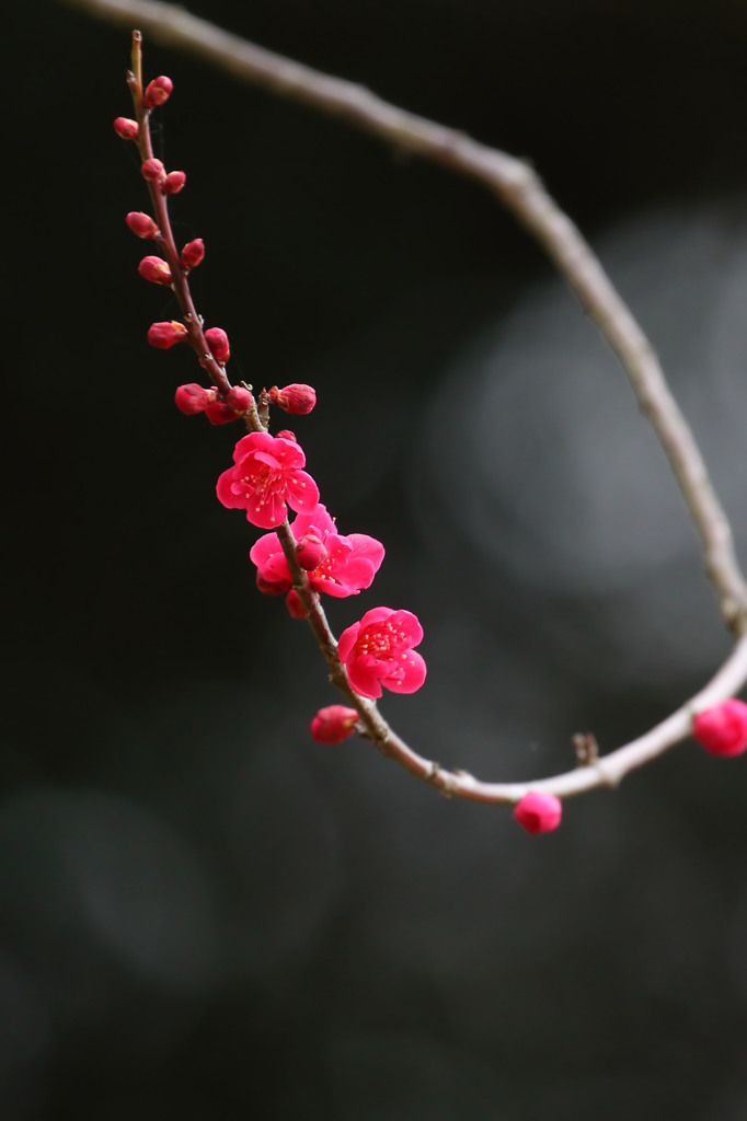 紅梅　2